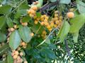 monkey fruit